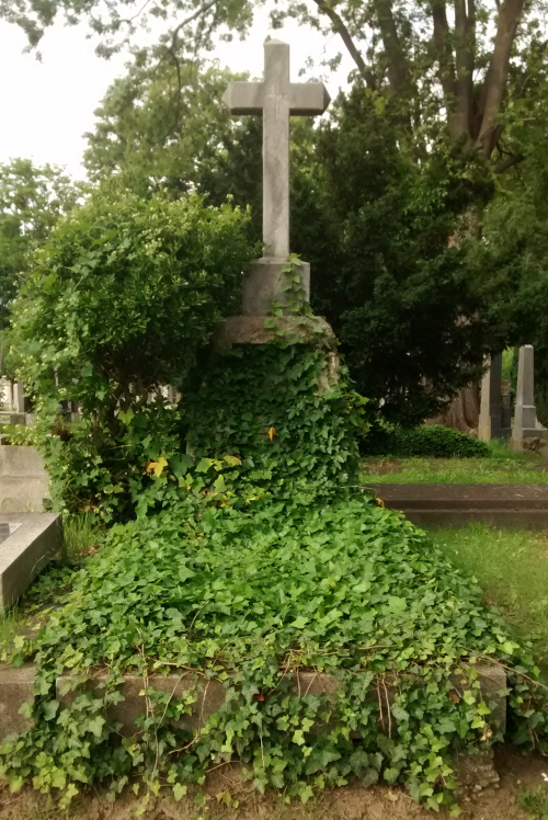Ein Grab mit einem Steinkreuz, das von Efeu überwuchert ist.